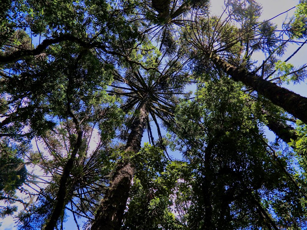 A imagem mostra as copas de árvores localizadas na Floresta Nacional de Canela, no Rio Grande do Sul, que está com edital aberto para concessão.